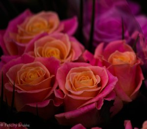 Image of roses 