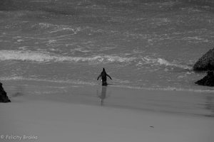 Solitary penguin in the ocean, black and white 