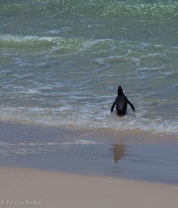 solitary penguin waddling into the ocean, colour