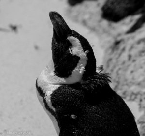 Image of penguin in black and white
